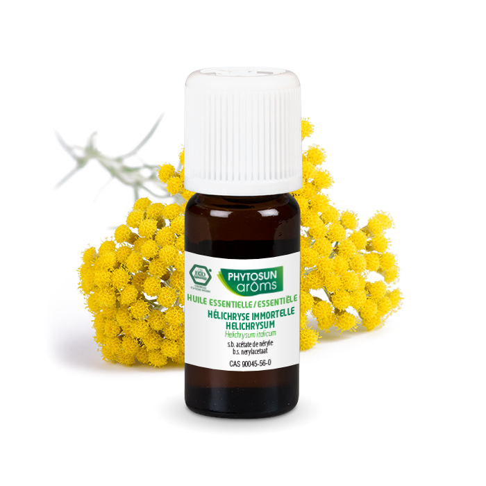 Helichrysum